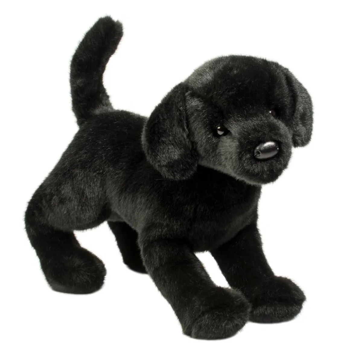 Chester Black Lab